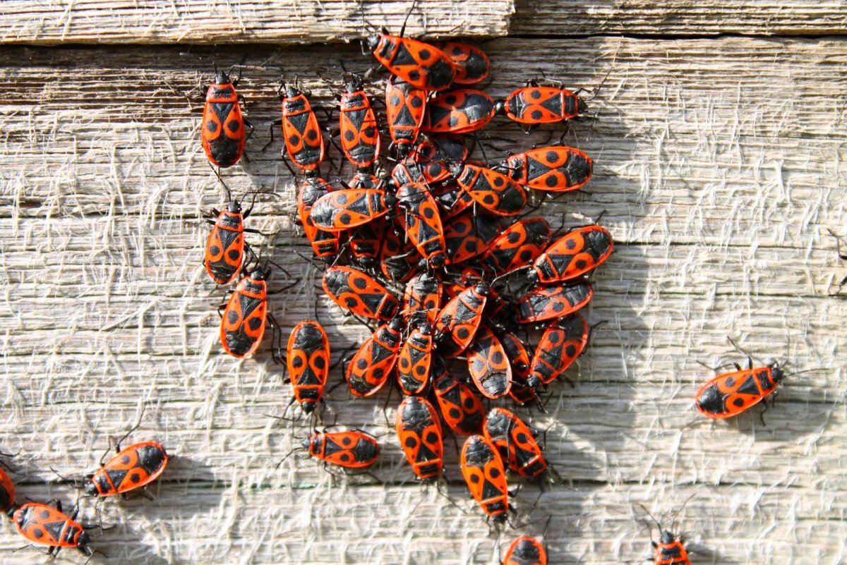 Клоп солдатик на скамейке