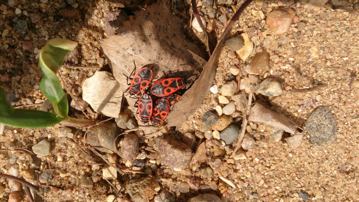 Клопы солдатики в террариуме
