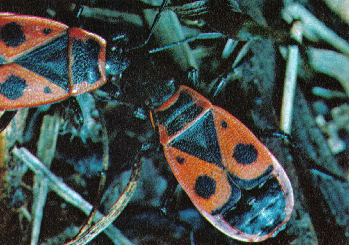 Клоп солдатик личинка