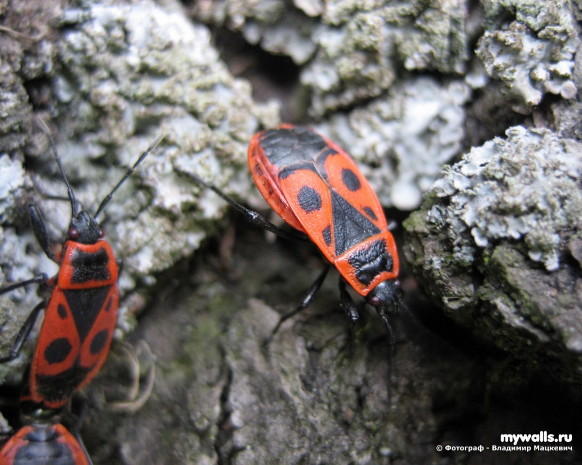 Щитник крестоцветный