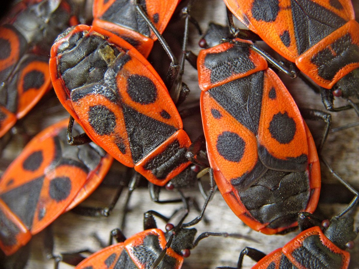 Жук клоп солдатик