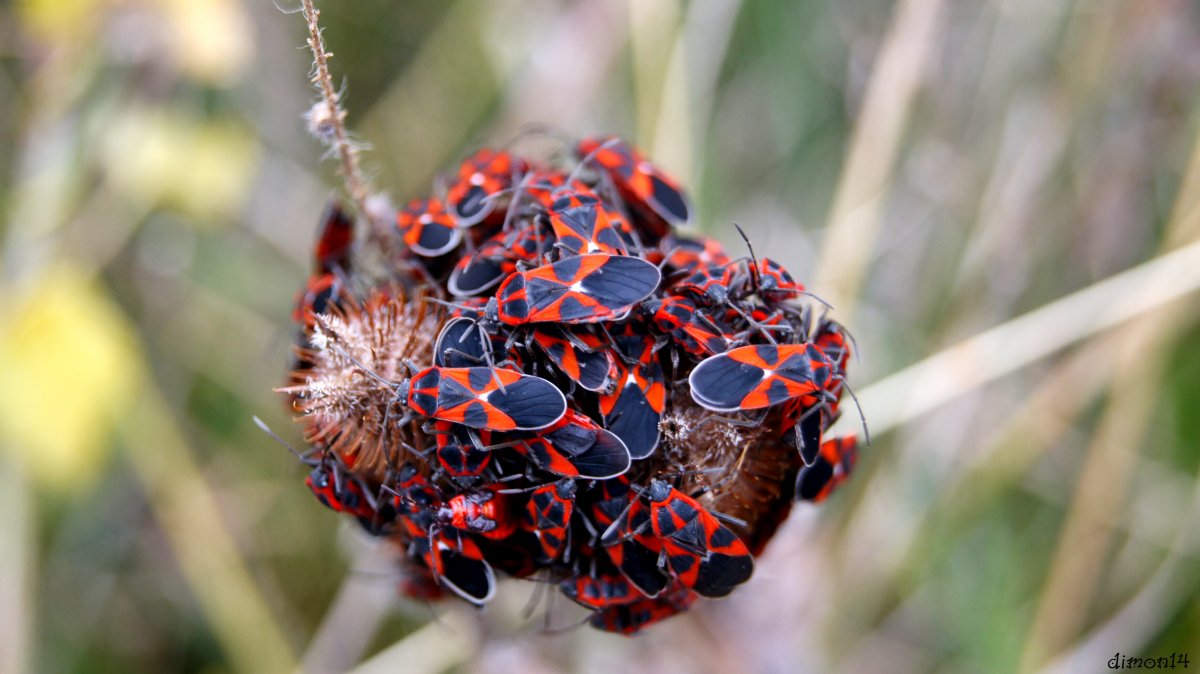 Клоп солдатик много