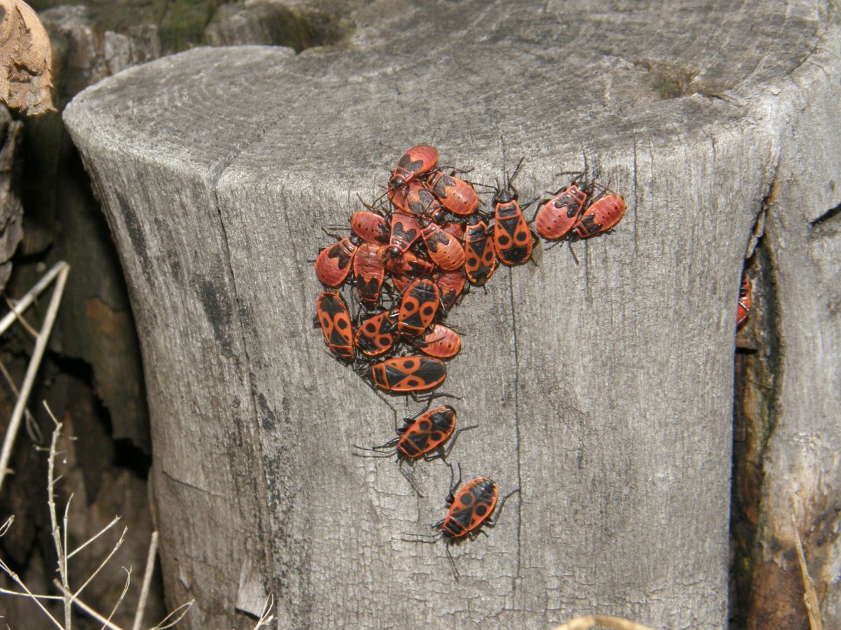 Клоп солдатик макро