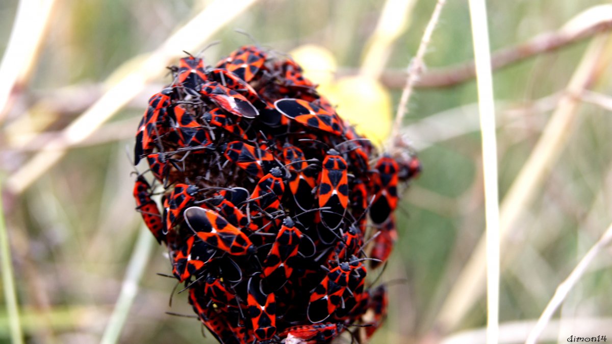 Солдатики жуки спариваются