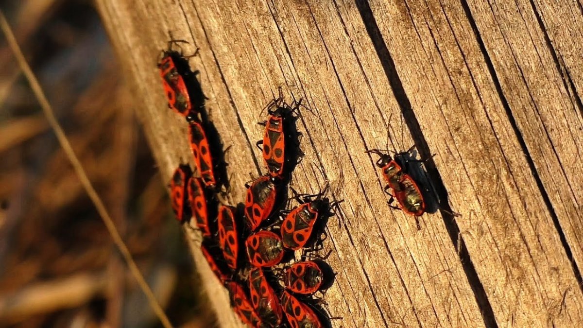 Клоп солдатик скопления весной