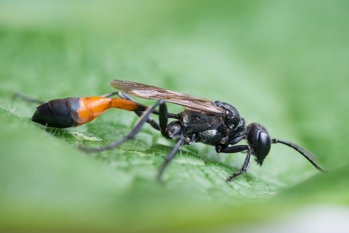 Насекомое аммофила