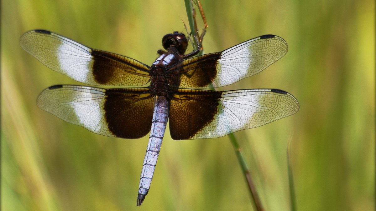 Стрекоза Megaloprepus caerulatus (самая большая в мире)