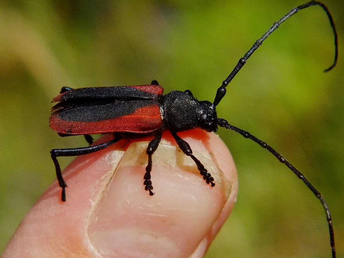 Жук усач Келера