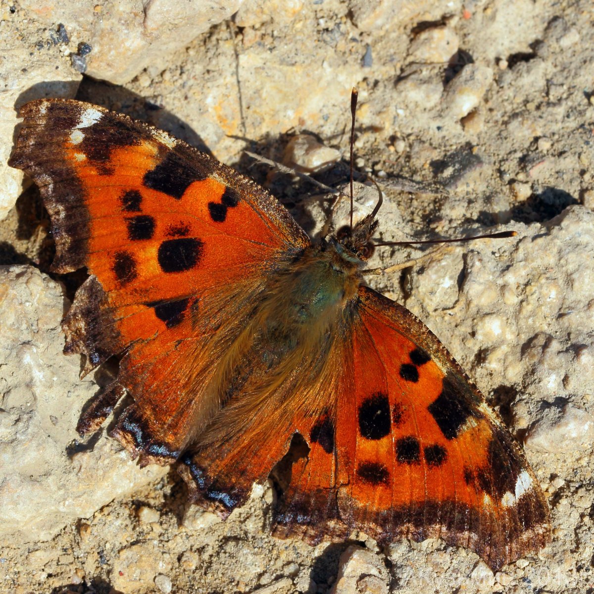 Бабочка Nymphalis xanthomelas.