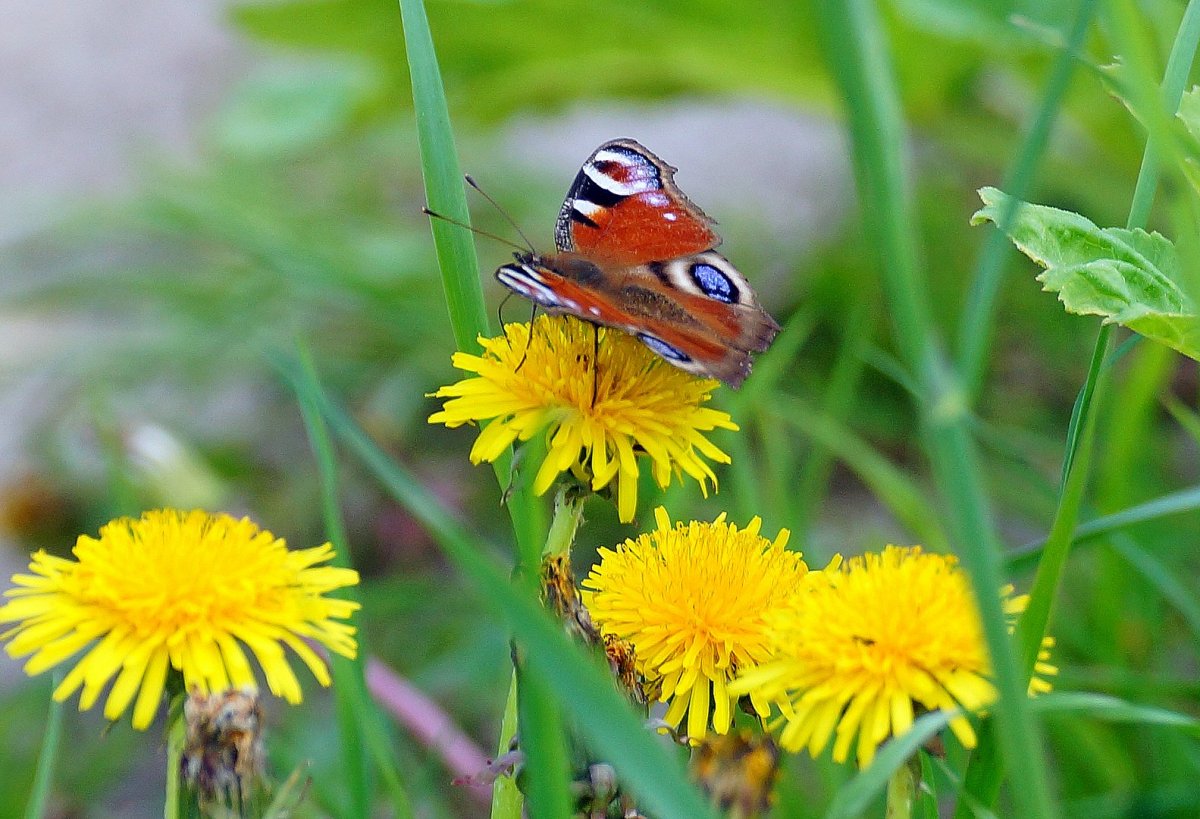 Насекомые Луга Смоленской области