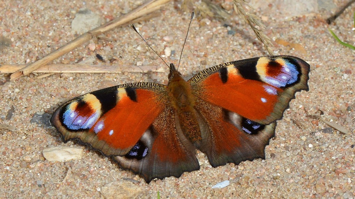 Бабочка тигровый глаз