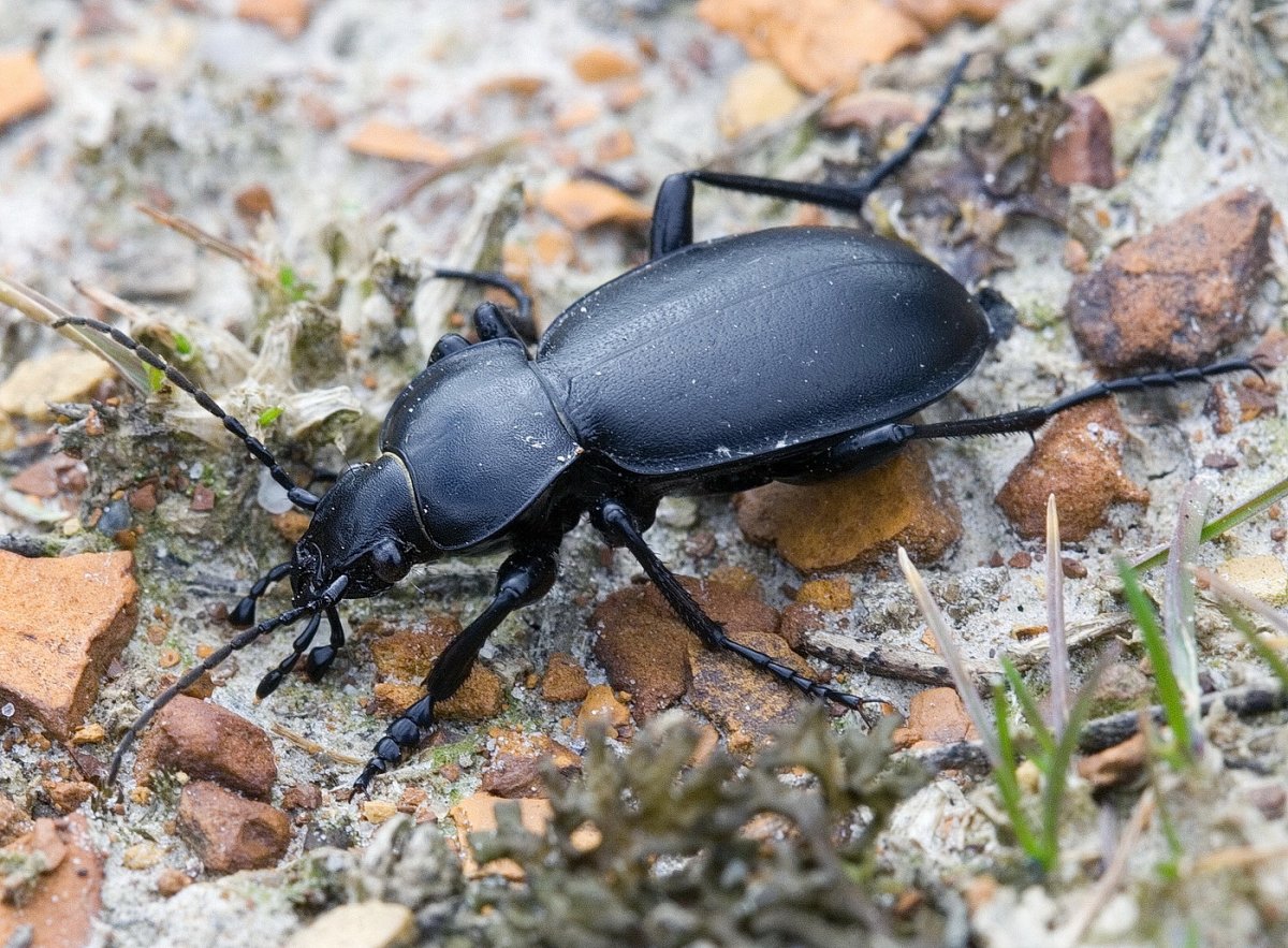 Жук жужелица черная Лесная