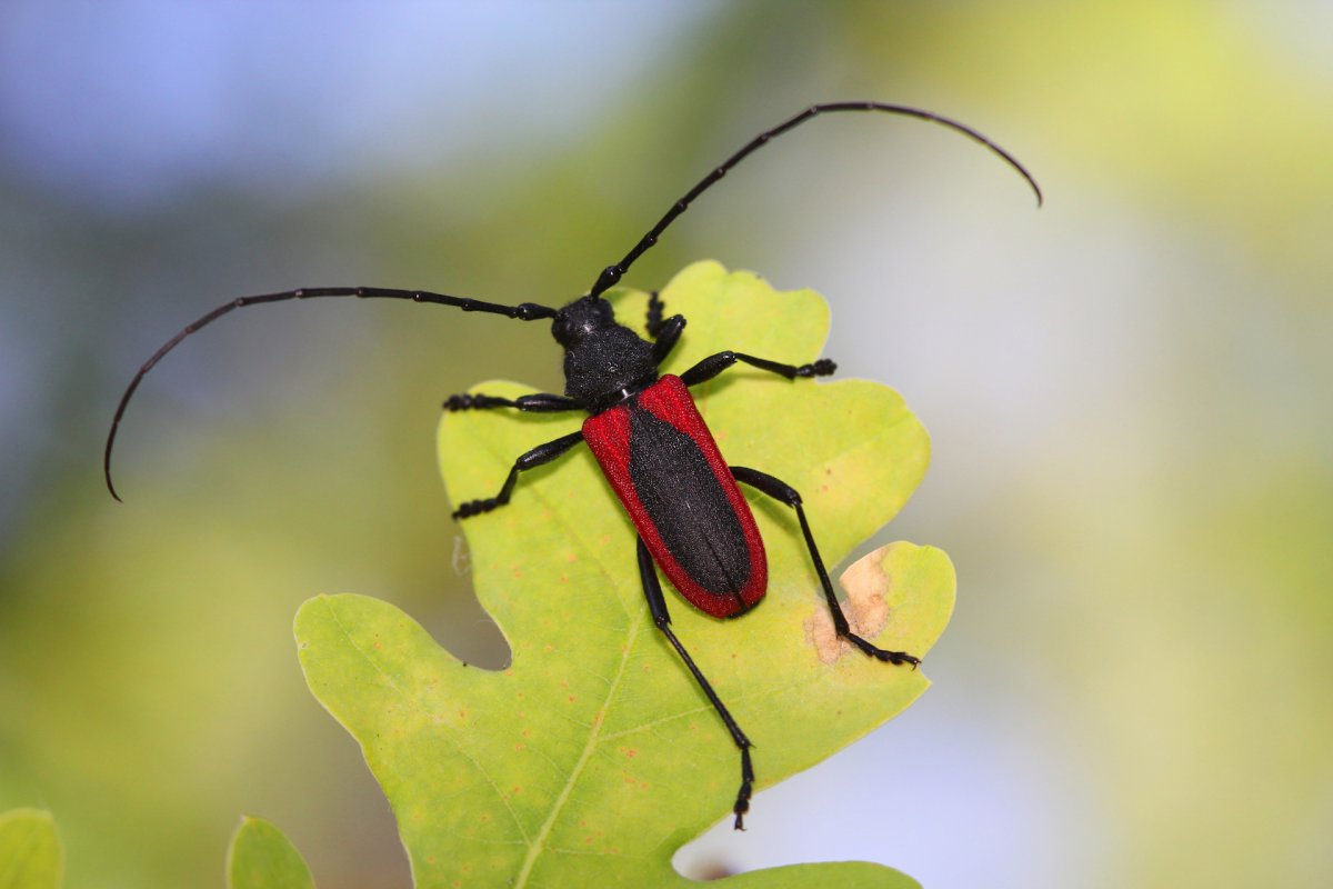 Усач Келера
