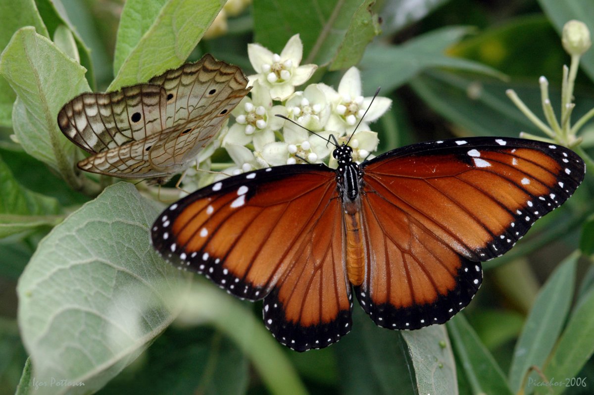 Данаида крапивница