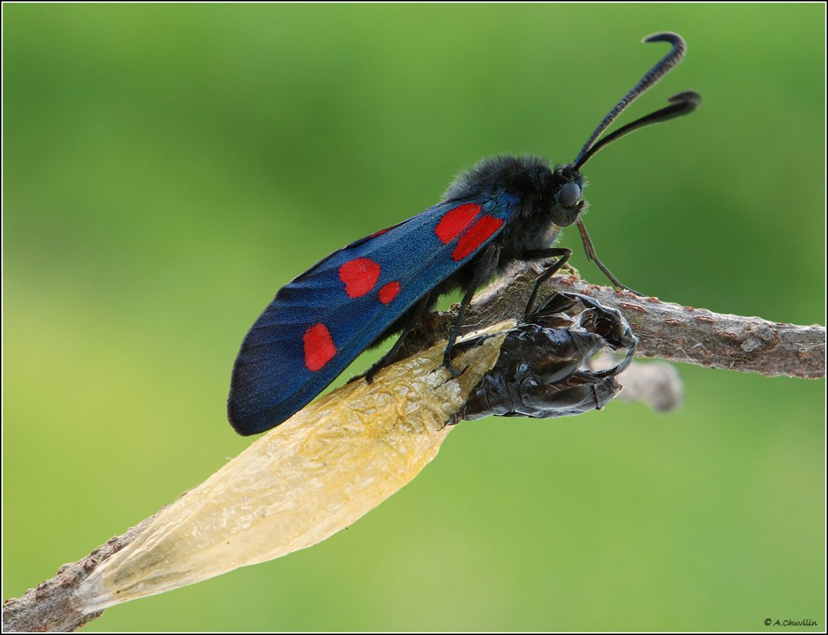 Кокон пестрянки