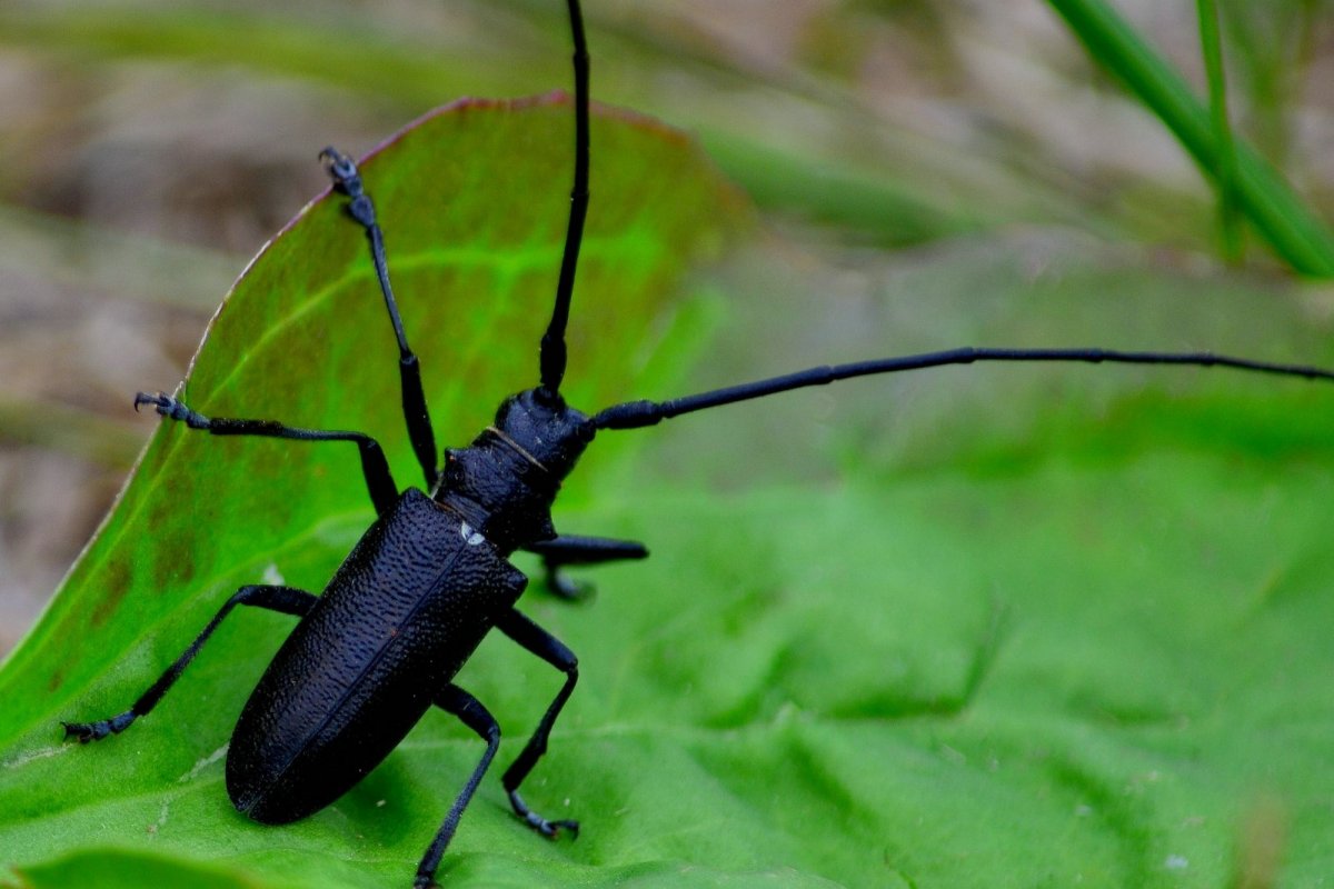 Черный Жук усач