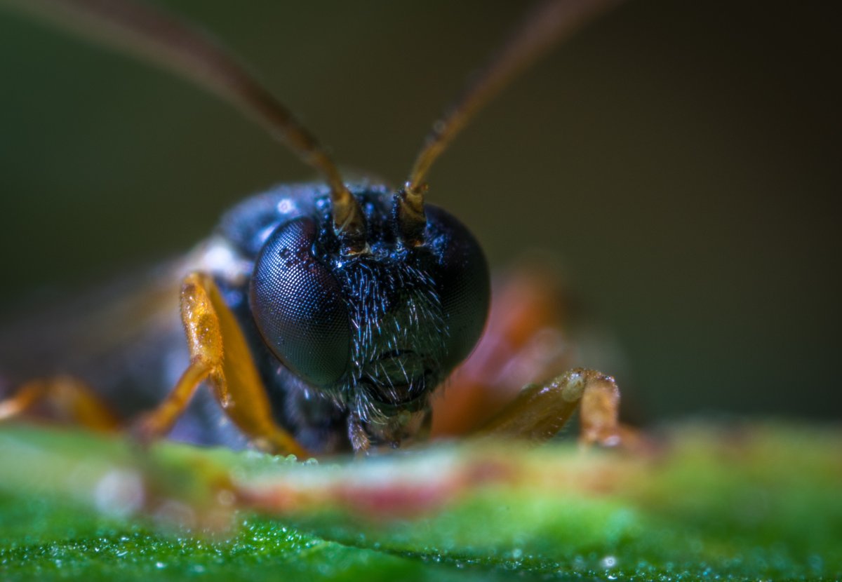 Клоп Макросъемка