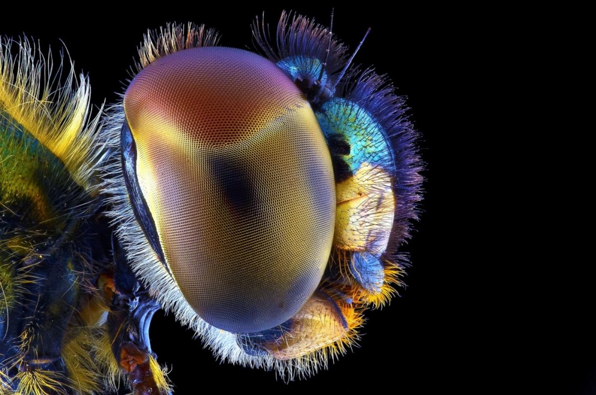 Макросъемка насекомых