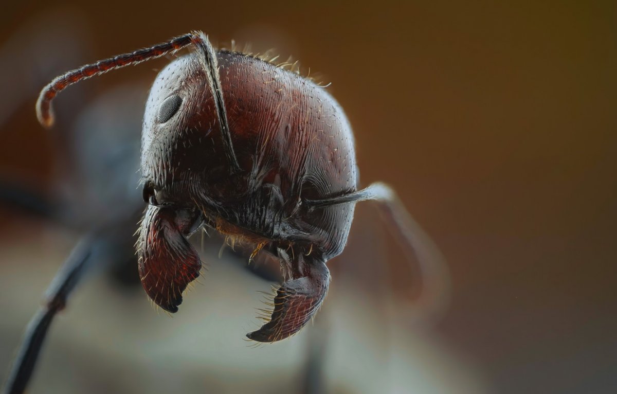 Муравей вблизи