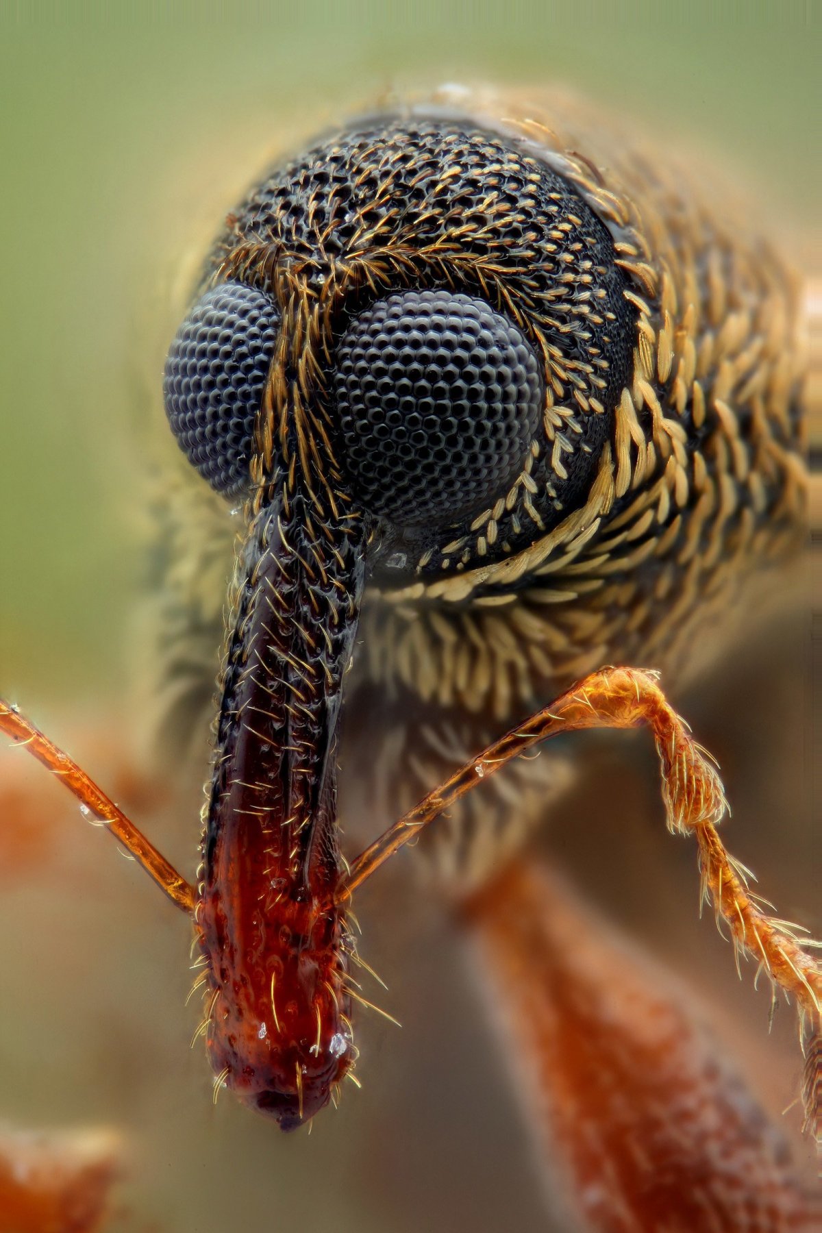 Макросъемка насекомых