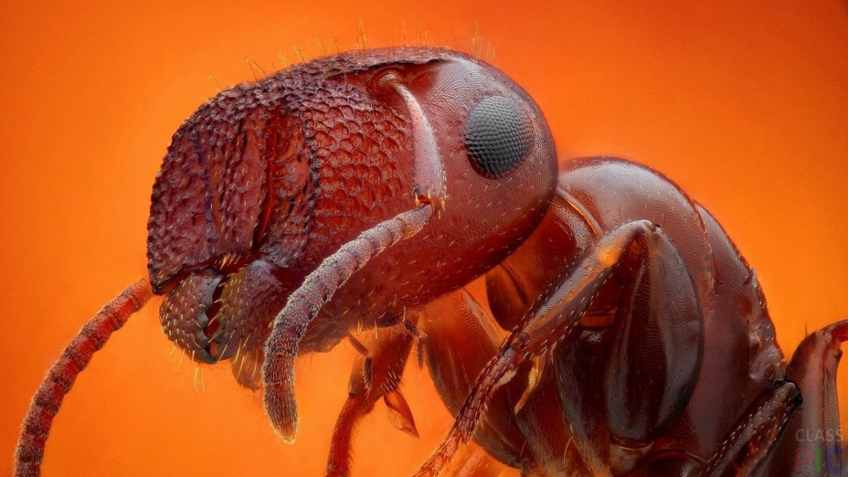 Муравей макро