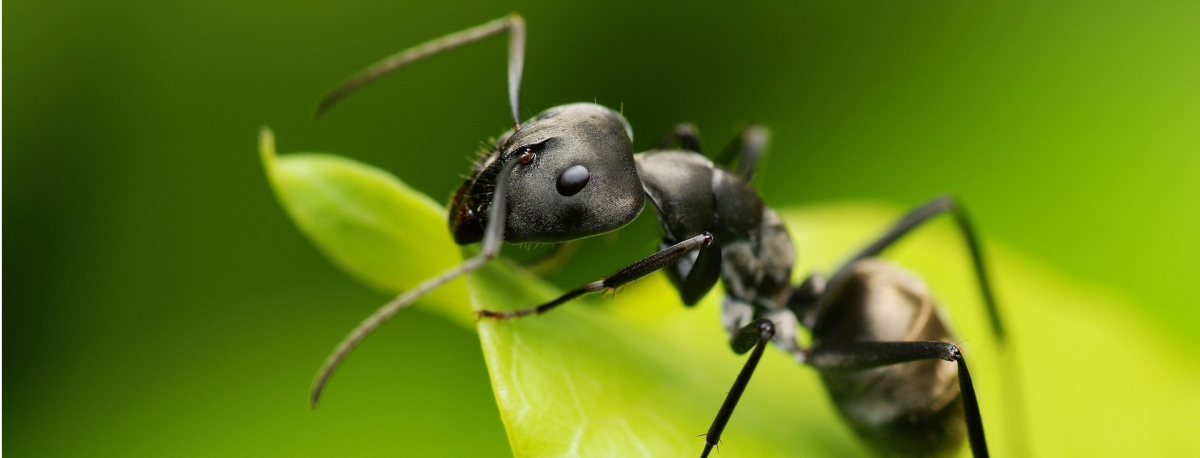 Муравей с улыбкой Макросъемка