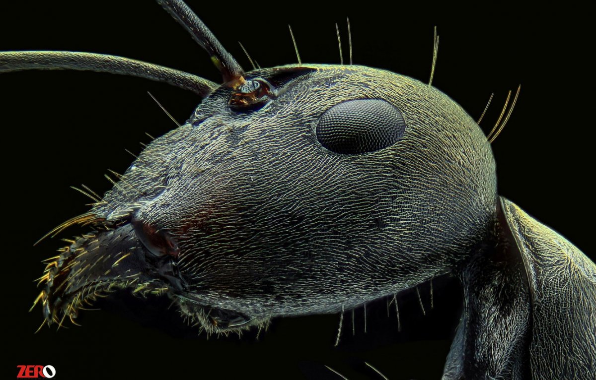 Глаз муравья под микроскопом