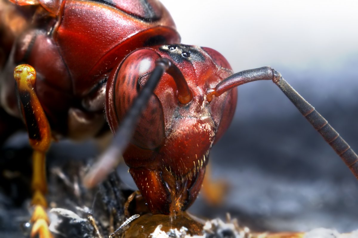 Насекомые макро