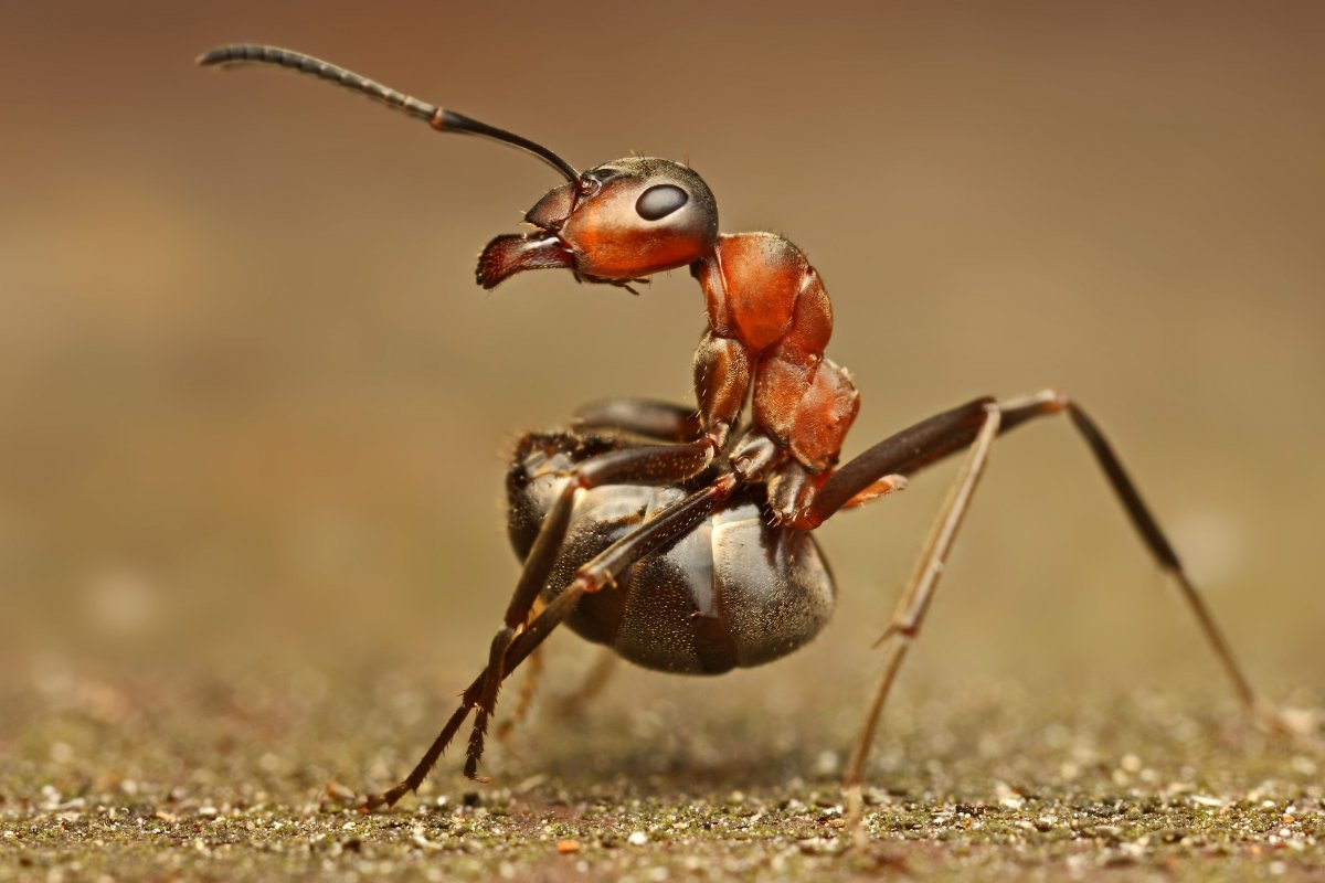 Myrmecia mandibularis