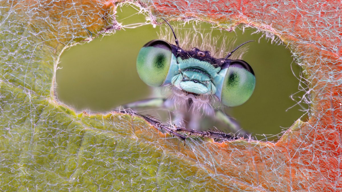 Макросъемка насекомых