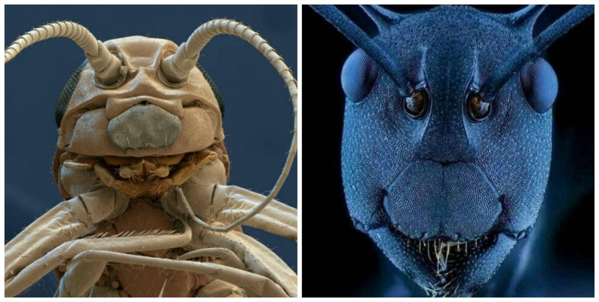 Муравей под электронным микроскопом