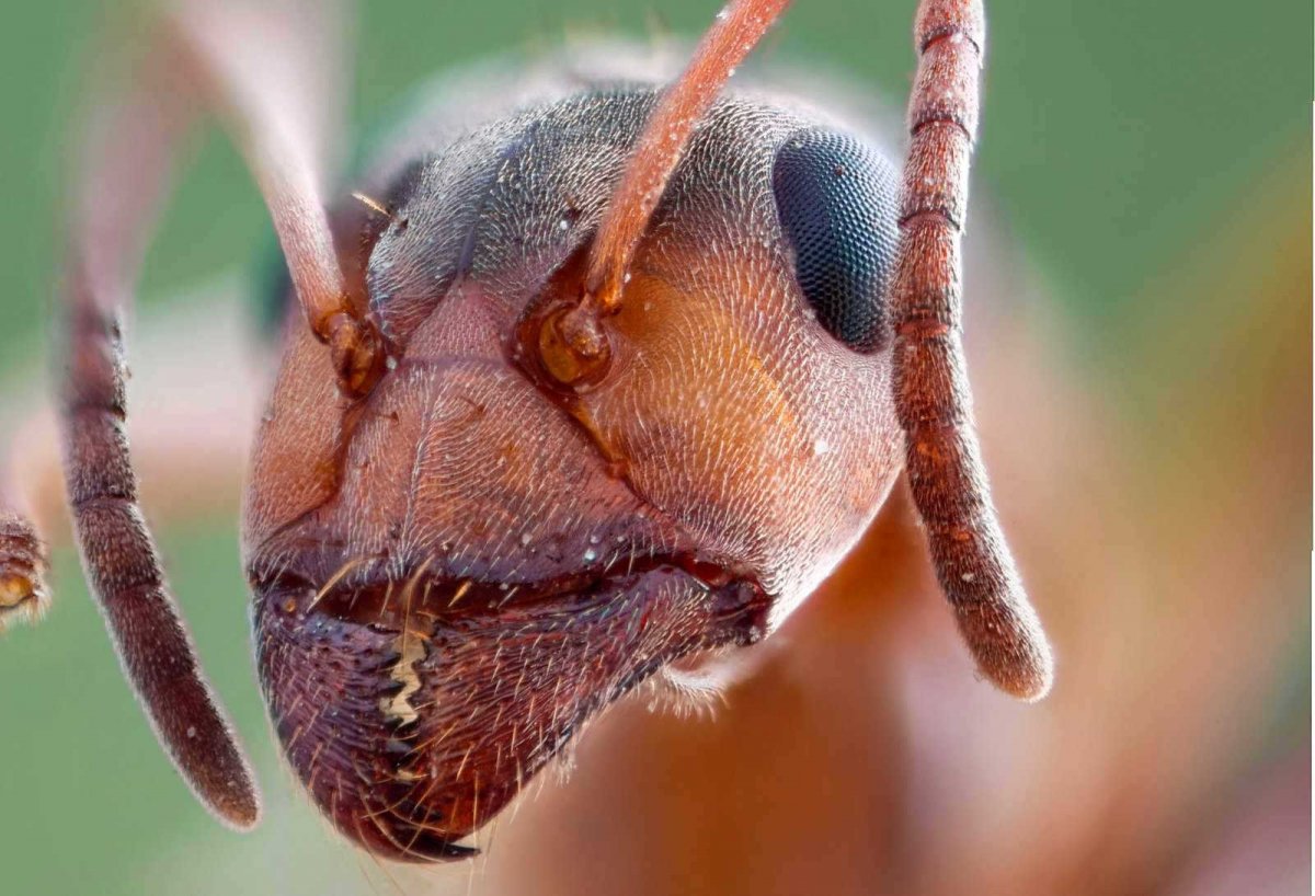 Микробы под ногтями