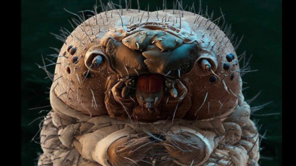 Макросъемка насекомых