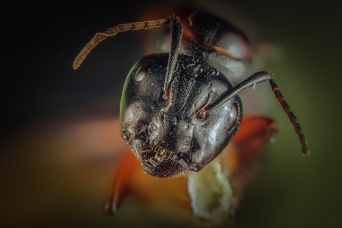 Зрение муравья