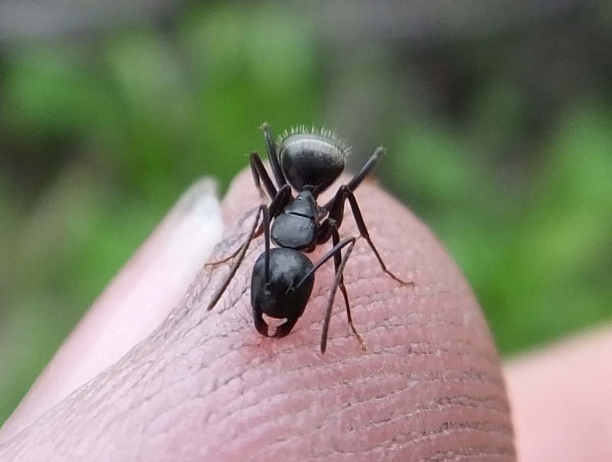 Насекомые под электронным микроскопом