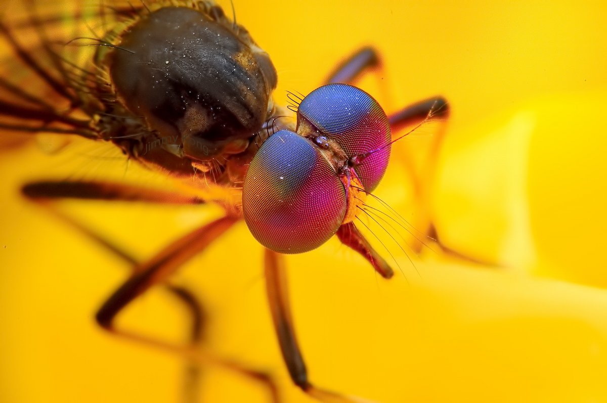Макрофотографии насекомых