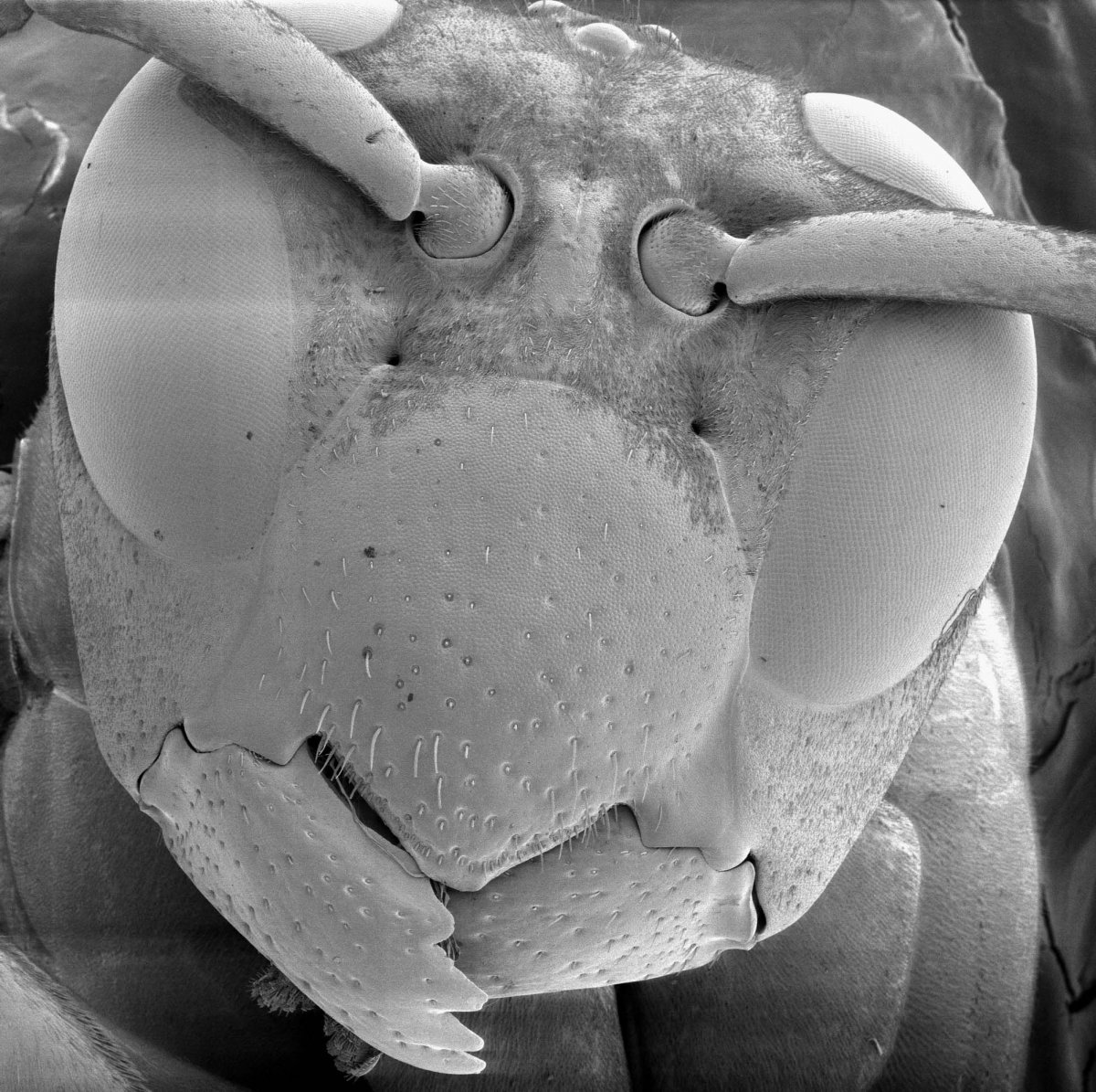 Насекомые под микроскопом