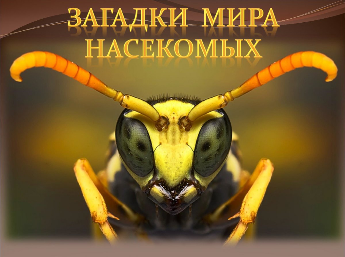 Макро портрет насекомых