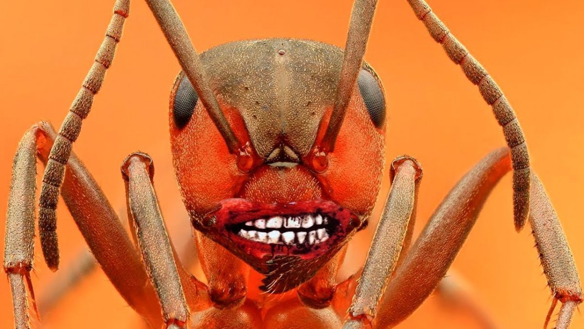 Глаз муравья под микроскопом