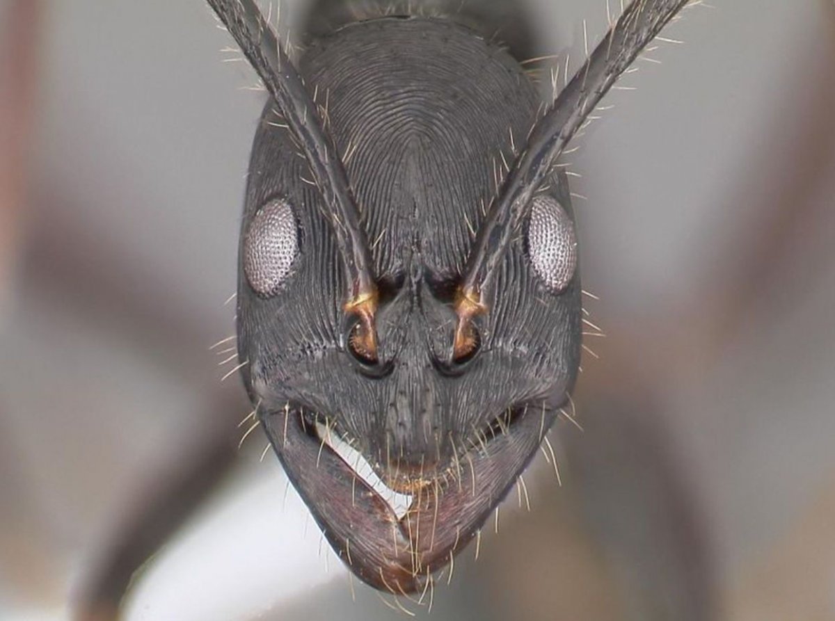 Зрение муравья