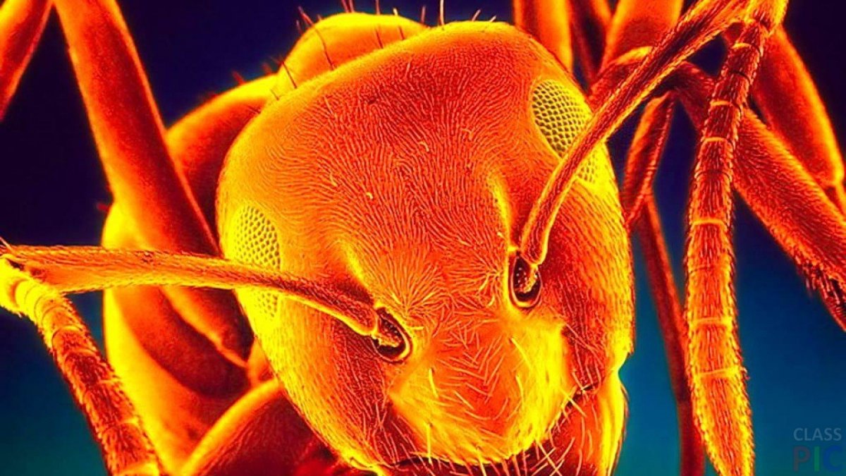 Guano Apes муравей