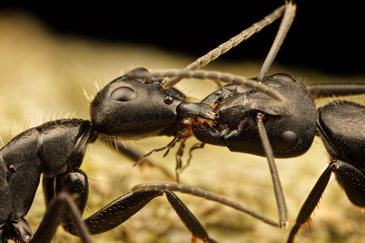 Горные муравьи