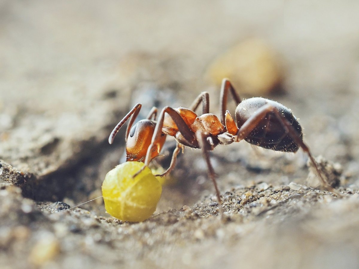 Лица насекомых под микроскопом