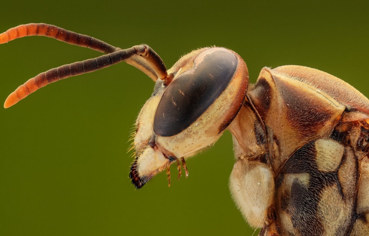 Глаза муравья