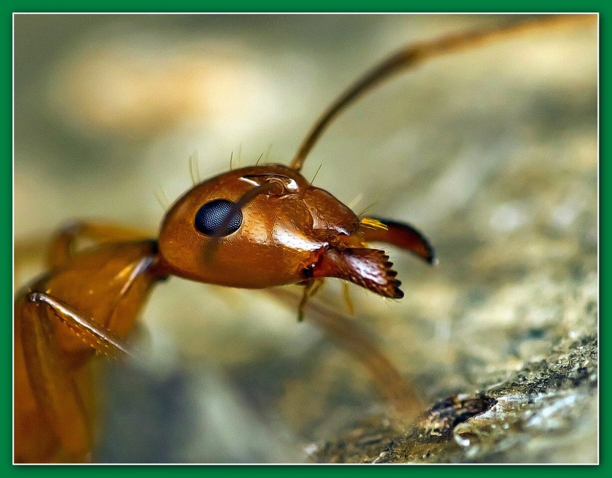 Муравьиные усики