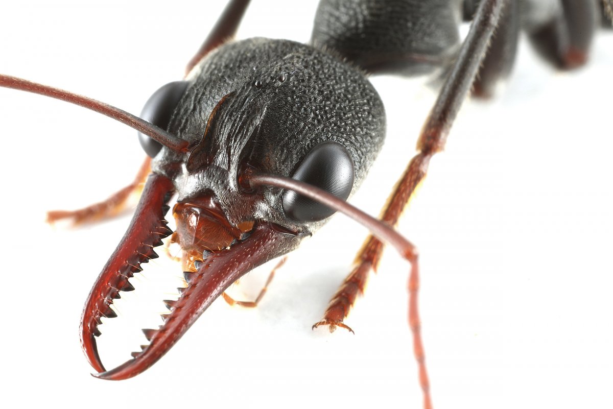 Глаз муравья под микроскопом