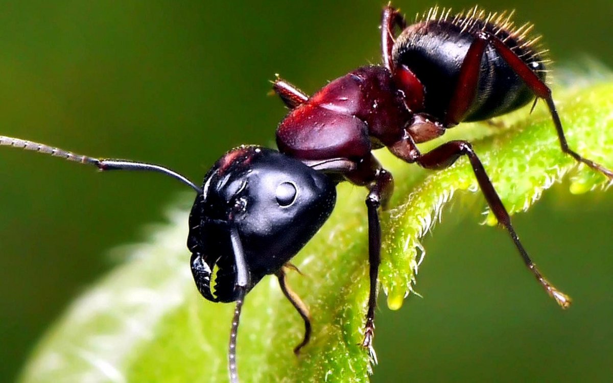 Насекомые в макросъемке