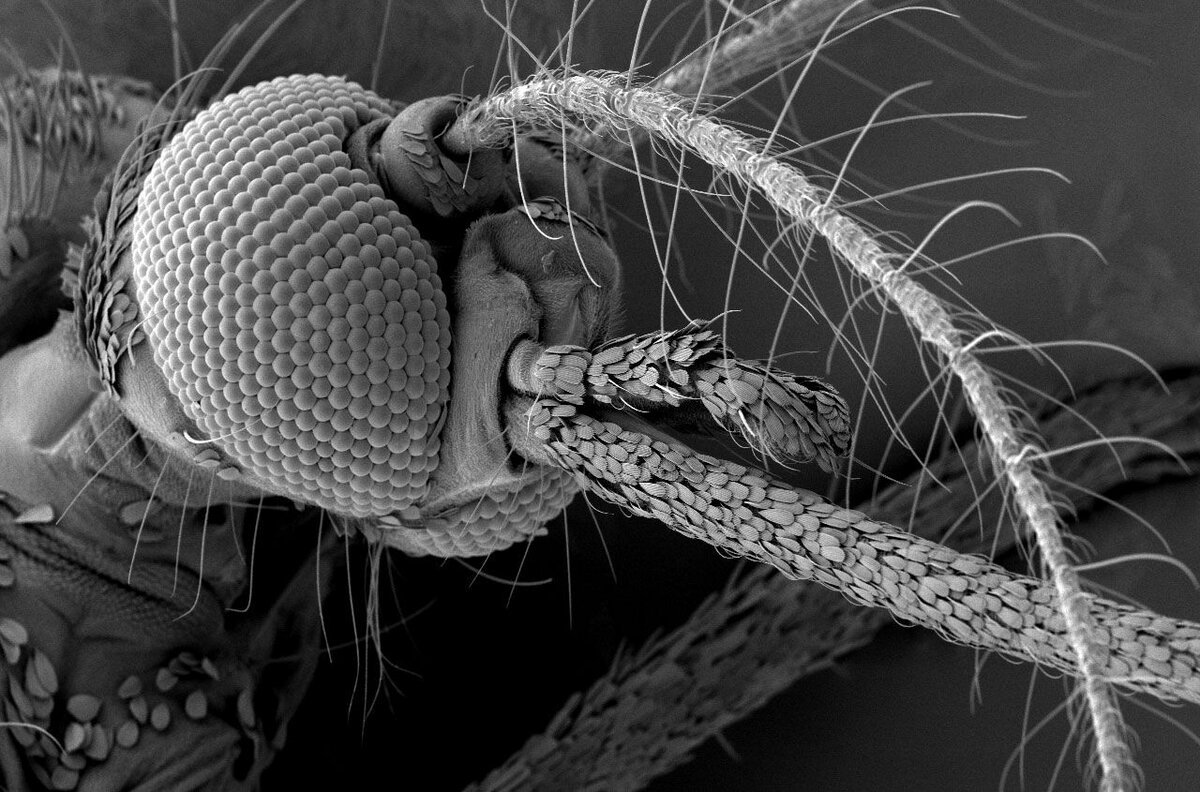 Москит под микроскопом