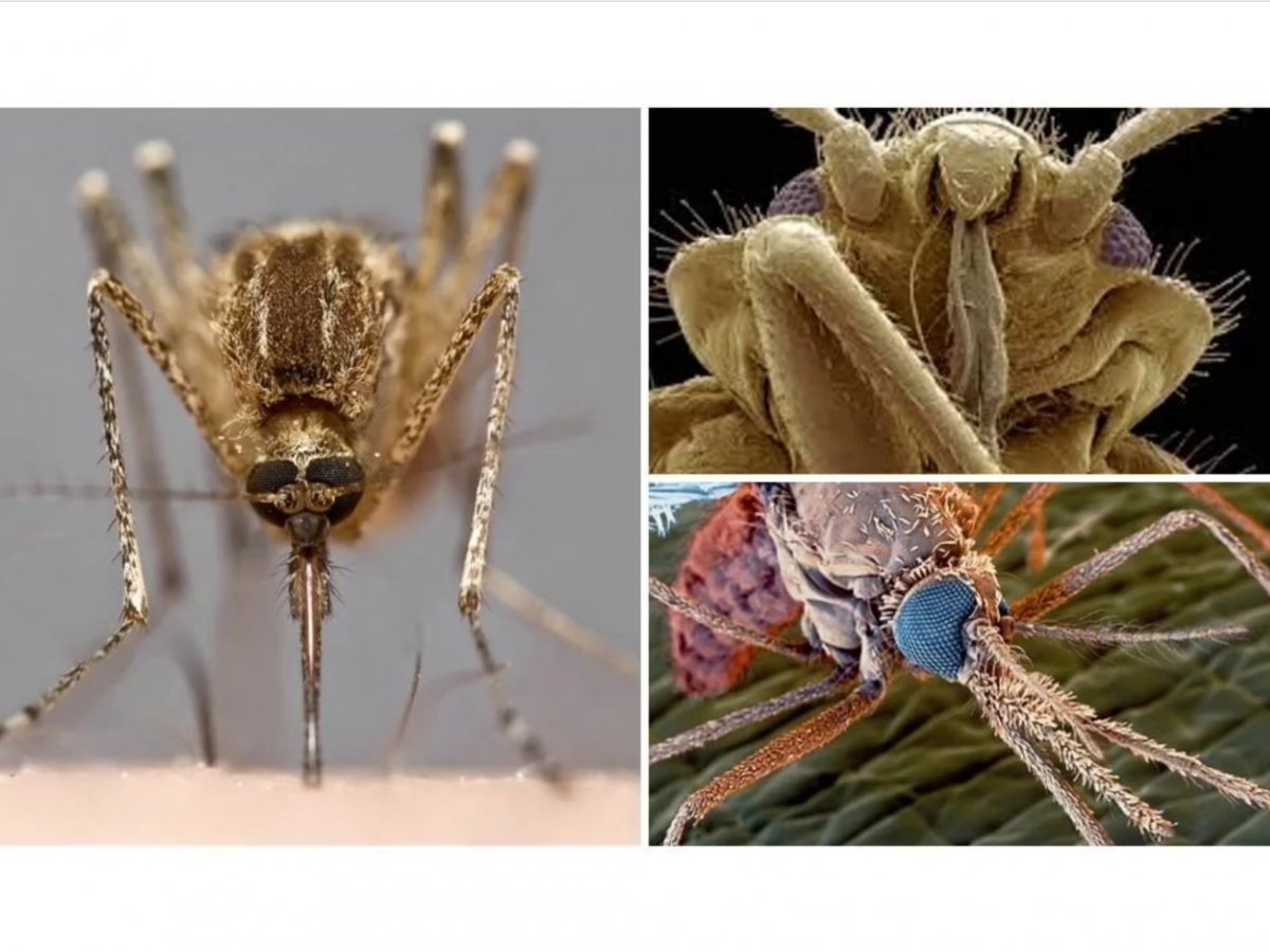 Глаза комара под микроскопом