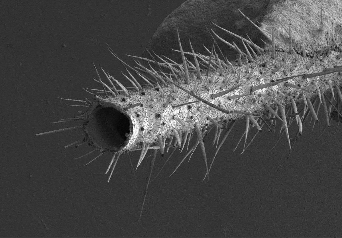 Мандибулы жука строение